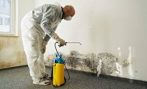 Best Mold Damage Restoration  in USA